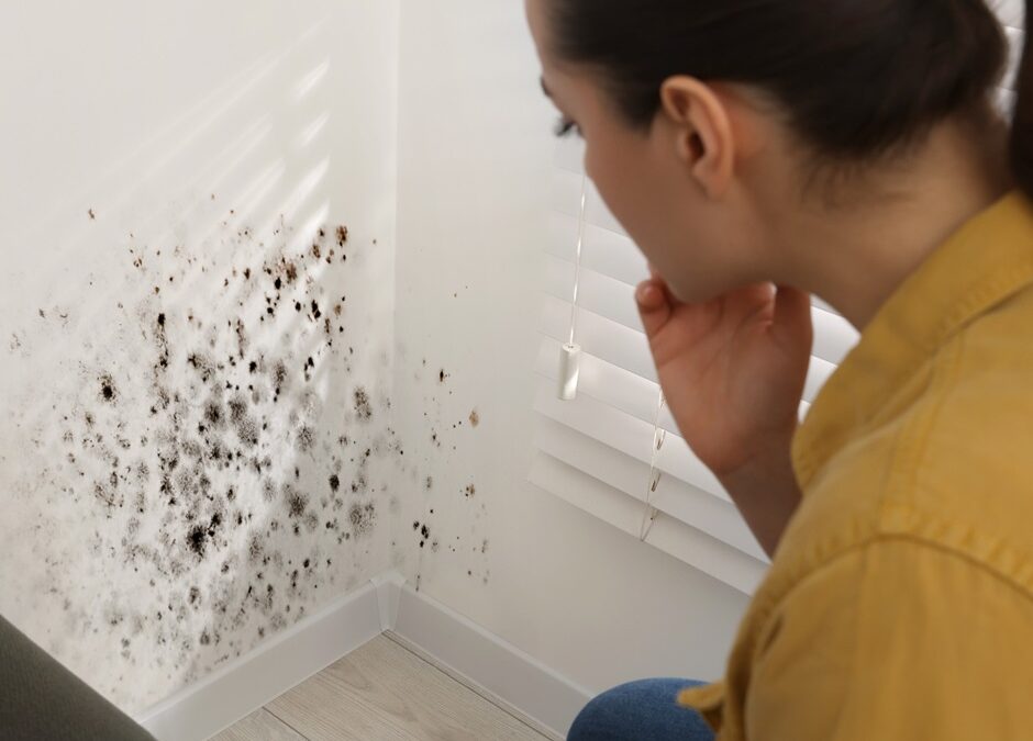 Why You Need to Prioritise Mould Removal Services in Singapore