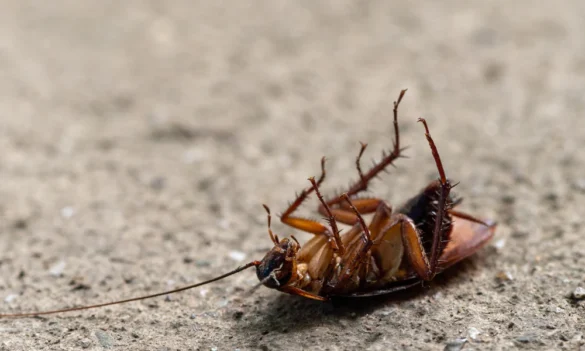 Kill Roaches