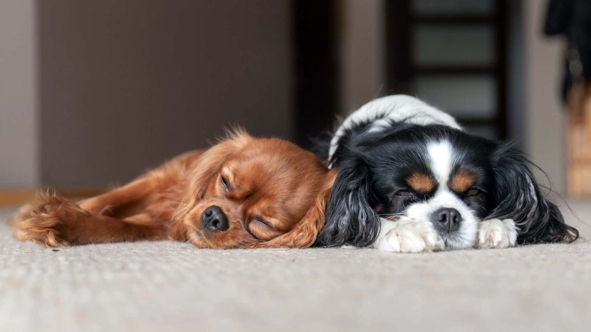 Ballina Homes Baking in Heat: Why shutters ballina Beat Every Other Option