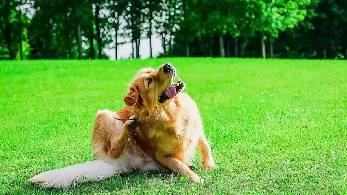 Your Dog Won’t Stop Scratching: A Riverside County Guide to Flea Infestations in Your Home and Yard (Lake Elsinore Pest Control Tips from Main Sail)