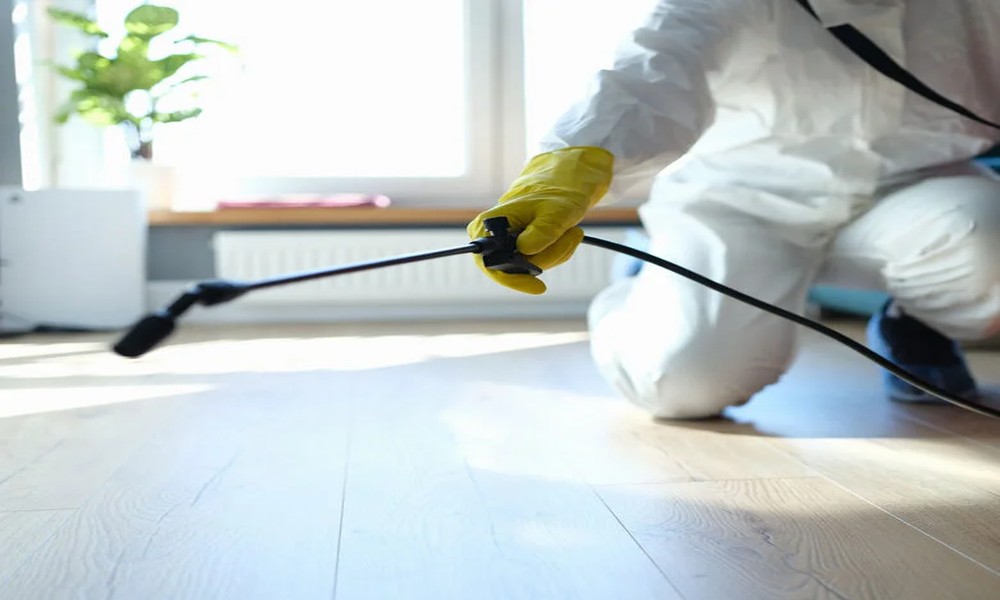 Signs that You Need Professional Pest Control in Centralia